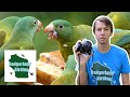 Most Versatile Birding Camera? (Panasonic Lumix FZ80 Review)