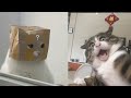 Funny Moments of Cats | Funny Video Compilation - #60