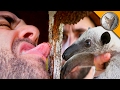 Download Termite Breakfast! mp4 3gp mp3 videos - waplic