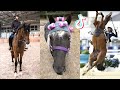 The Best HORSE TikTok Compilation #154
