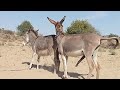 Caravan Companions: Desert Donkeys in the Wilderness