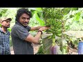 4360- Fruit Care BK Banana, VM Spray मिट्टी का स्प्रे केला फल की देखभाल Export Quality किसान पाठशाला