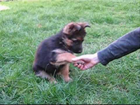 Dressage de Chiens en Kabylie - VidoEmo - Emotional Video Dressage de Chiens en Kabylie - VidoEmo - Emotional Video