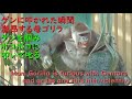 Mom Gorilla is hit by Gentaro and is so enraged by the pain that she grabs him and hits him hard.