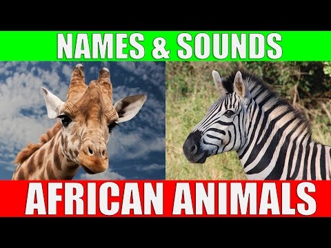 African Animals Names and Sounds for Kids to Learn Learning African Animal Names for Children
