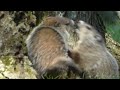 Groundhogs - Wild woodchucks fighting and eating - whistle pig part 12 #wildlife
