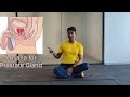 Yoga for Prostate | Yoga for Prostate Problems | Yoga for Prostate Enlargement