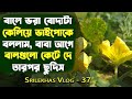 Plants & Vegetable review || Sponge gourd plants || Bean plants || vlog- 37 || Srilekhas Vlog