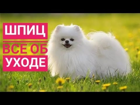 Всё об уходе за собакой шпиц Всё об уходе за собакой шпиц