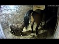 Horse takes a dump on miniatyre horse