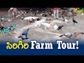 Sirigiri Farm Tour | Pandem Kollu Breeding | సిరిగిరి ఫామ్ టూర్... Tone Agri