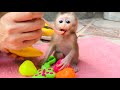 The gluttonous monkey Tina looks so cute