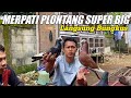 DAPET MERPATI PLONTANG SUPER JOS DI KANDANG MAS SUPRI