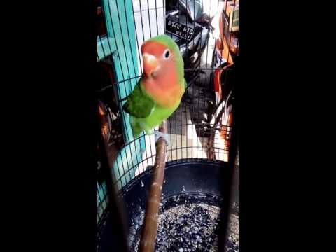 Download Lovebird Salem Ngekek Cililin free