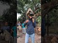 Nandan kanan zoo odisha | funny langoor climb my shoulders 😀