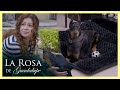 Paula se enamora a primera vista de ‘Simón’ un perro doberman | La rosa de Guadalupe 1/4 | Todos...