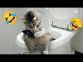 You Laugh You Lose 😍 Funniest Cats and Dogs 2024 😸🐶