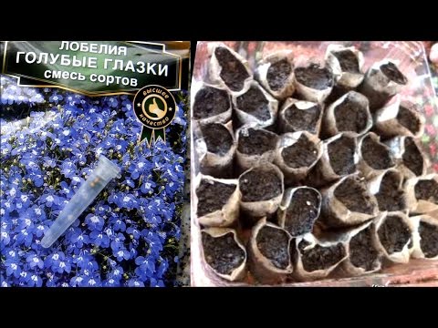 Рассада в чайных пакетиках отзывы 96