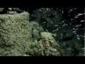 Download Full Documentary Creatures of the Deep Ocean Wildlife National Geographic mp4 3gp mp3 videos - waplic