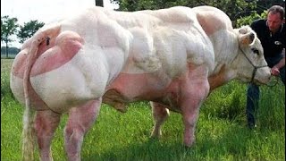 Smart Technology Modern Farming USA Amazing Techniques Sheep, Cow and Bull Breeding Super Char #ALN