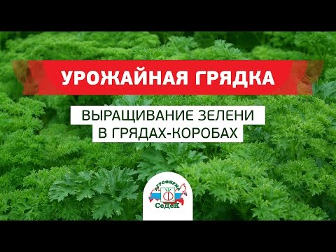 Выращивание зелени в коробах 73