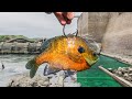 This CONCRETE PIT is Hiding One of The BIGGEST Fish in The WORLD!!! (New PB!)