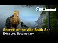 Wildlife and Nature of the Baltic Sea | Extra Long Documentary