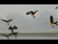 Lesser Whistling Duck (পাতি সরাল)