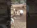 Carlitos el humilde mini pony jugando con cachorro pastor del Cáucaso morocho