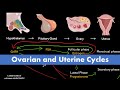 Ovarian and Uterine Cycle (Menstrual Cycle)