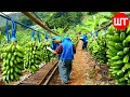 How Millions of Banana Harvested & Processed | Banana Chips Factory🍌
