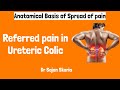 Referred pain in Ureteric Colic