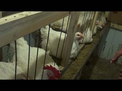 Содержание и выращивание бройлеров в домашних условиях