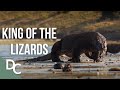 The King Of Lizards | The Komodo Dragon | 1000 Days For The Planet | Documentary Central