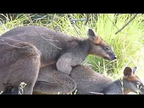 kangaroo-mating-fast