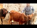 Wonderful romance my Bull ||Yak VS Cow||