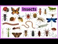 Insects & bugs vocabulary || Insects and bugs names || English with pictures || Insects name