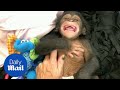 Baby chimp laughs for the first time in adorable video