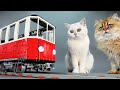 Cat Sized Lego Train