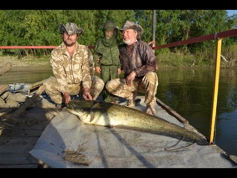 ловле сама с квокам ловле самоё не без; квокам