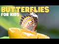 Butterflies for Kids | Learn about the diet, habitat, and behaviors of butterflies