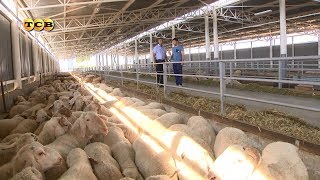Как открыть ферму по выращиванию баранов 66