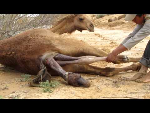 Camel giving birth.