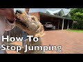 How To Stop Dogs Jumping