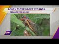 Looking at cicadas with Lincoln Oliver