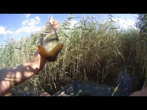 рыбалка на закидушки в камышах видео рыбалка на закидушки в камышах видео