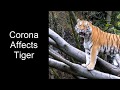 Corona affected Tiger in Bronx Zoo New York | Corona in Animals