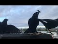 How to attract crows to your window