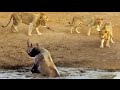 3 Lions Attack Black Rhino That's Stuck in Mud