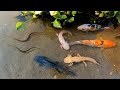 Super Amazing Result With Axolotl Salamande | Found Axoilot KOI Ranchu Oranda Ryuki Betta Snake